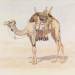 Female Riding Camel